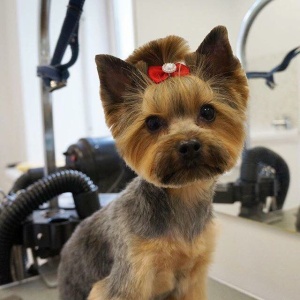 Фото от владельца Pet Spa, салон для домашних животных