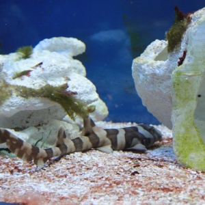 Фото от владельца Морской аквариум, выставочный центр