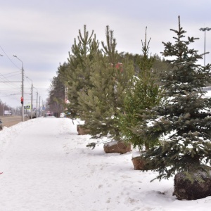 Фото от владельца Аллея роз, центр садово-ландшафтного дизайна