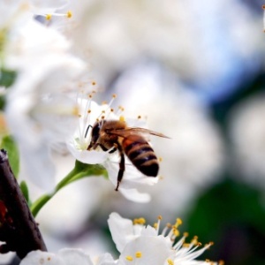 Фото от владельца Башкирский научно-исследовательский центр по пчеловодству и апитерапии, ГБУ