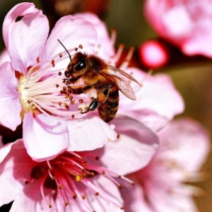 Фото от владельца Башкирский научно-исследовательский центр по пчеловодству и апитерапии, ГБУ