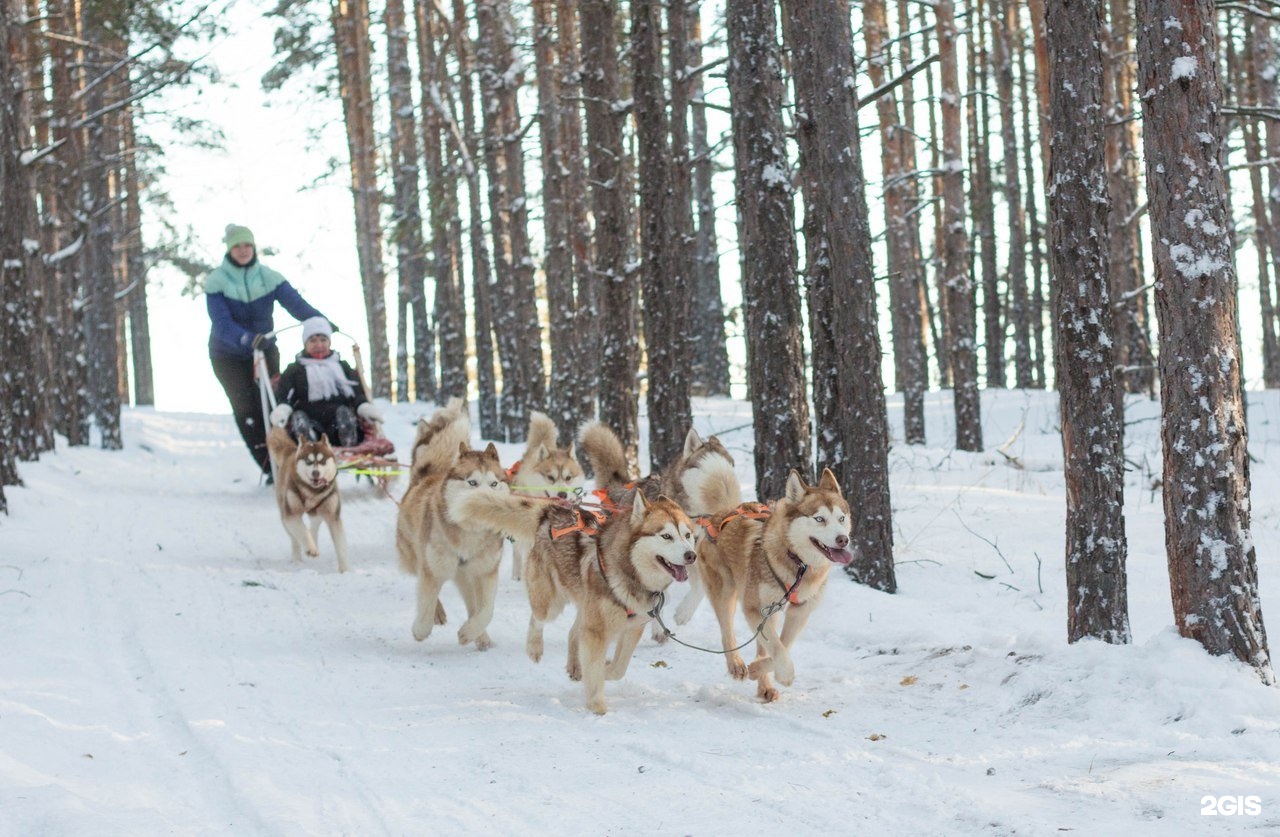 маламут клуб самара