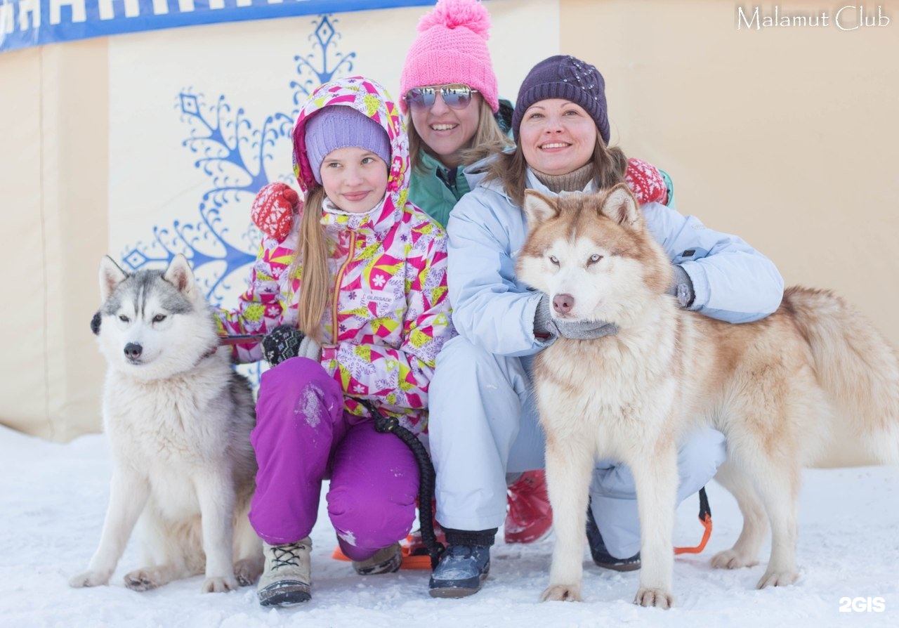 Маламут клуб в самаре