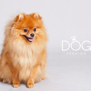 Фото от владельца Fashion Dog, зоосалон