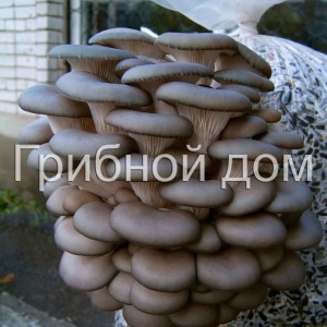 Фото от владельца Компания по выращиванию грибов, ИП Гладков О.В.