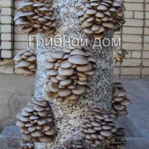 Фото от владельца Компания по выращиванию грибов, ИП Гладков О.В.