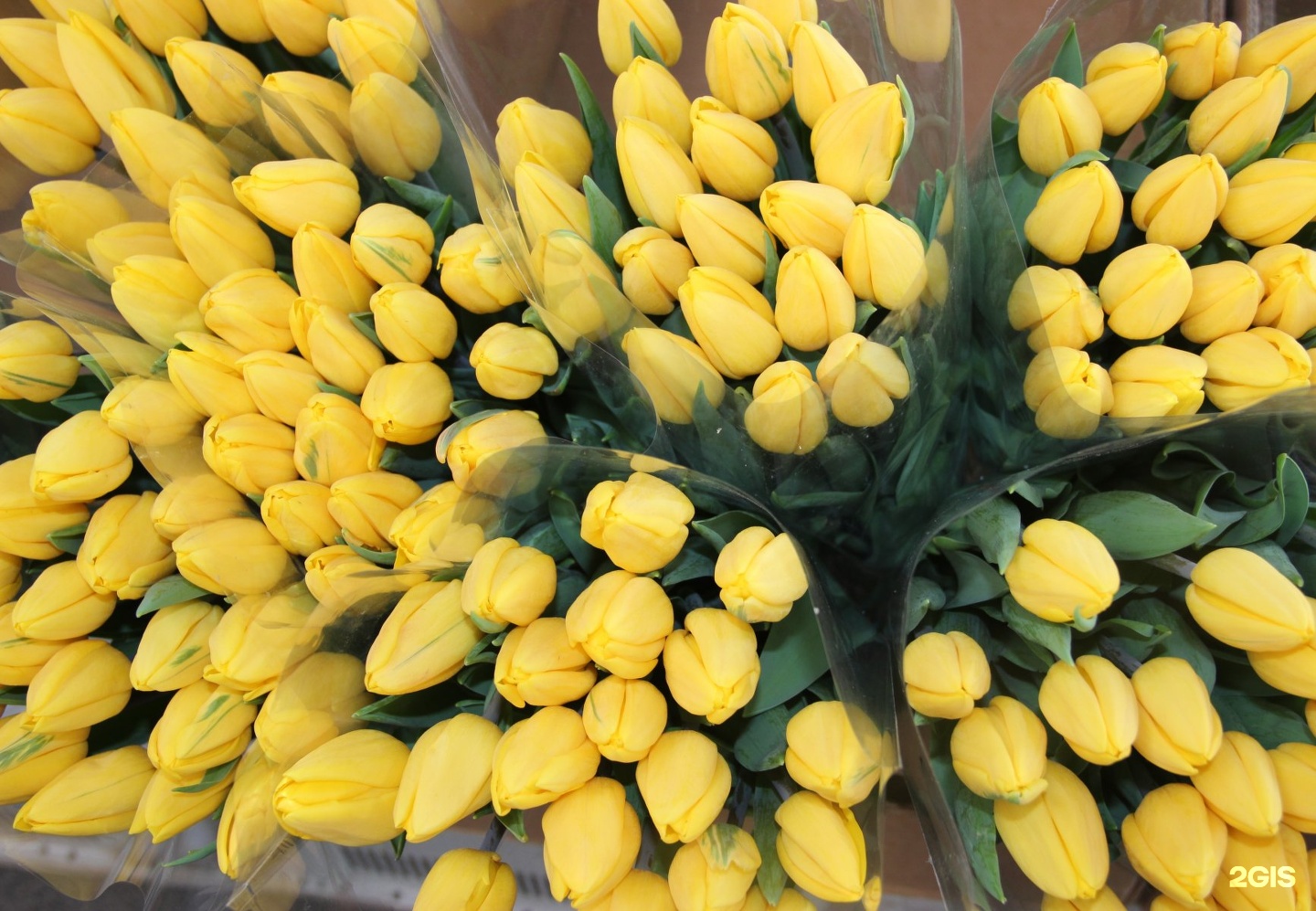 Тюльпаны опт. Цветочный бум Краснодар. Продают на рынках Краснодара первые цветы желтые.
