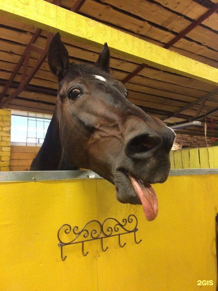 бийск конный конный двор. красивый конный дворик. солнечный дворик ярославль. частный конный двор эврика. прогулки на лошадях в ярославле.