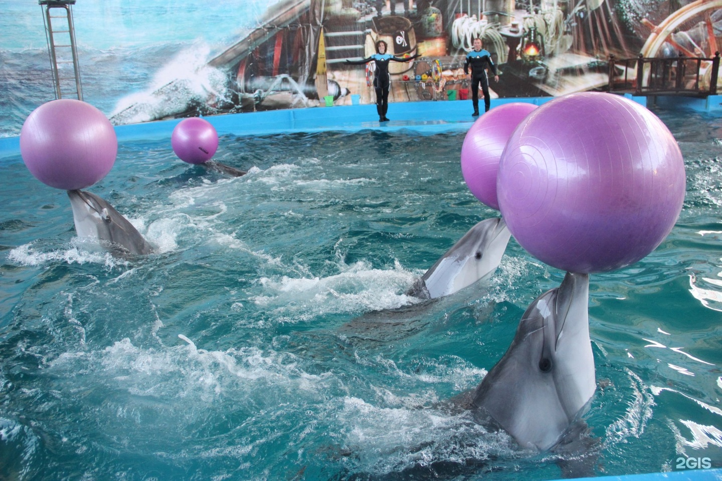 Сочи сходить с детьми. Обитатели Лазаревское дельфинарий. Адлер развлечения для детей. Дельфинарий красная Поляна. Аквапарк морская звезда плюс дельфинарий.