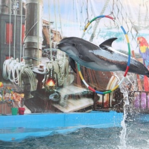 Фото от владельца Морская Звезда, дельфинарий