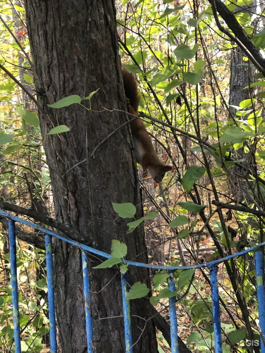 Парк танаис воронеж адрес