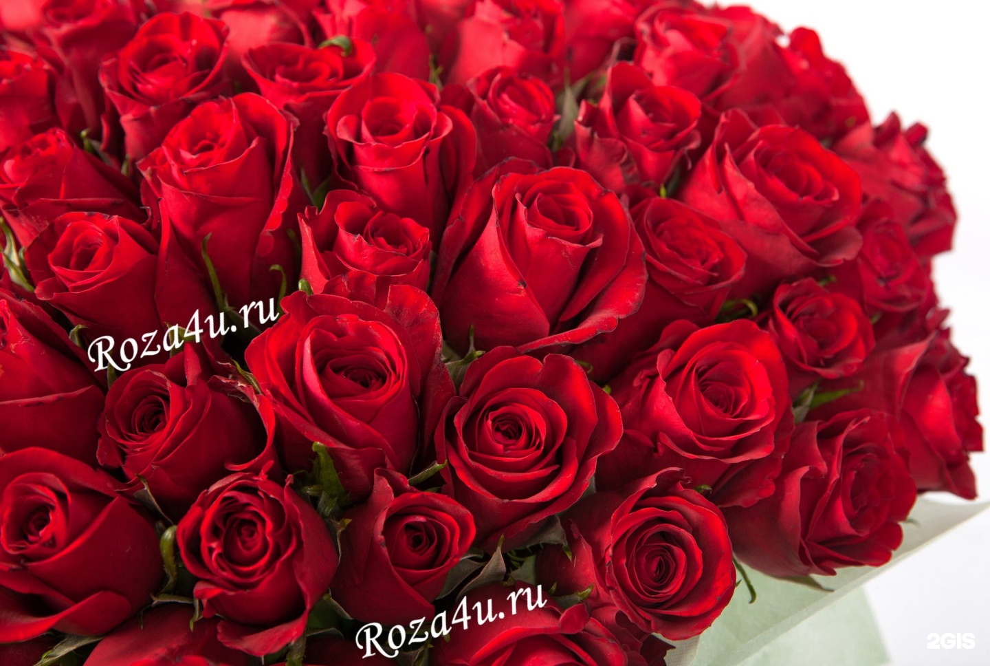 Roza4u. Ксивая севти роза. Фото roza1111. Севти живой