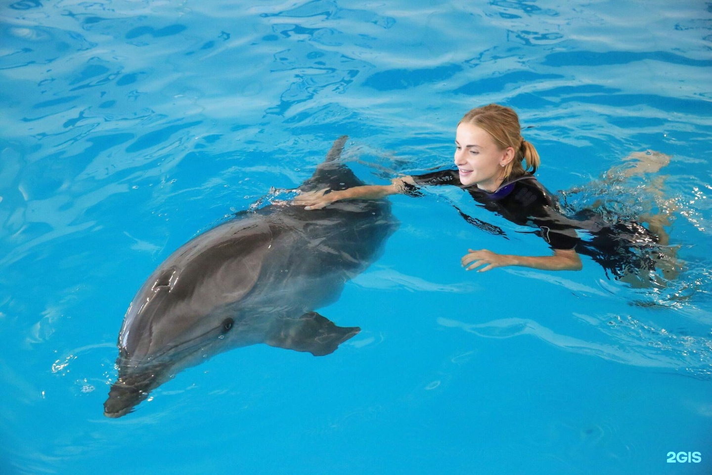 Москвариум поплавать. Дельфин Юки Москвариум. ВДНХ дельфины.