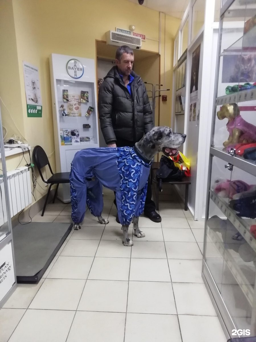 Электросталь белый кот