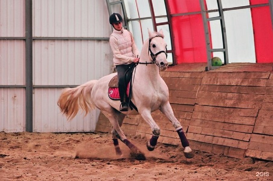 конный спорт волгоград