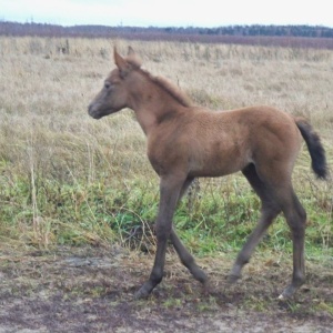 Фото от владельца Royal Horse, конный клуб