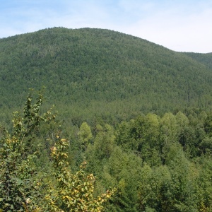 Фото от владельца Лесные технологии, ООО, компания по проведению лесоустроительных работ