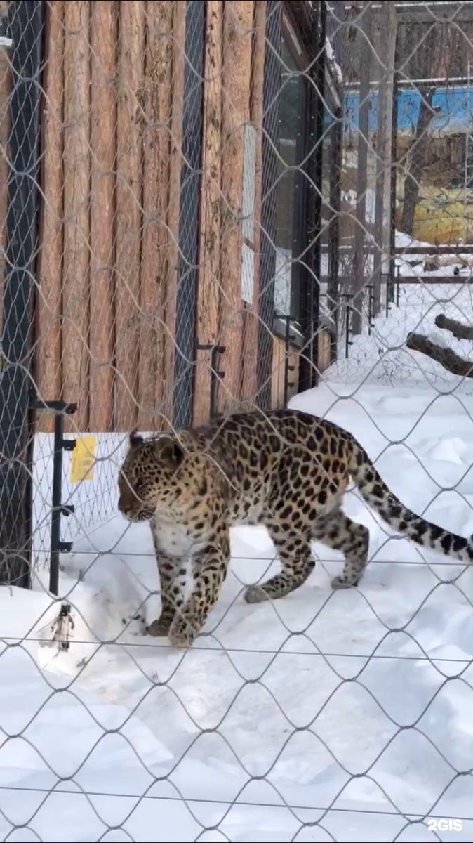 Зоосад Приамурский. Зоосад Приамурский адрес. Как выглядит зоосад имени в п Сысоева.