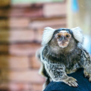 Фото от владельца Экотерритория в мире животных, контактный зоопарк