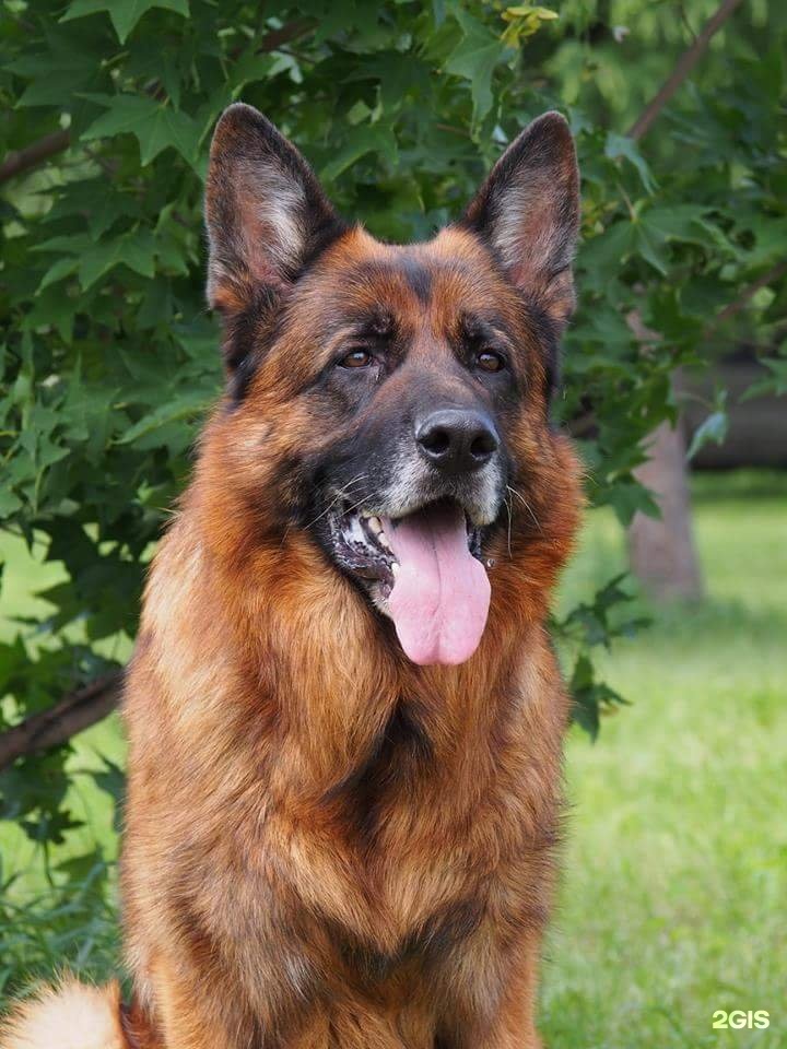 Купить Щенка Немецкой Овчарки В Хабаровске