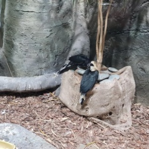 Фото от владельца Тульский областной Экзотариум, зоопарк для всей семьи