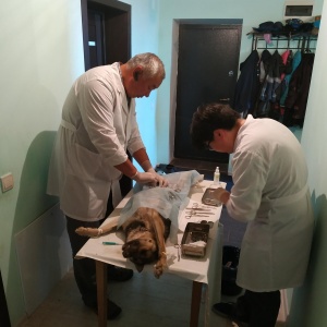 Фото от владельца Ветеринарный кабинет, ИП Нагуслаев В.З.