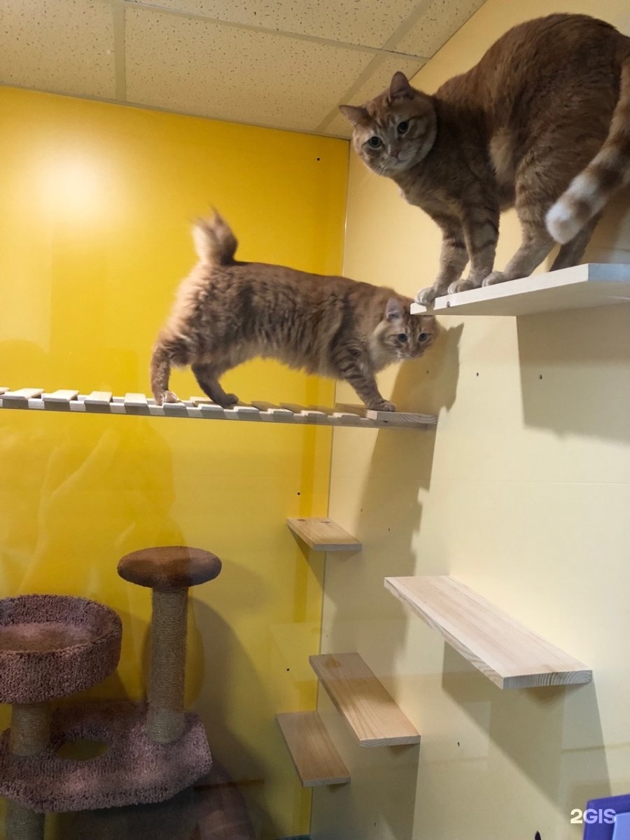 муррляндия санкт петербург софийская улица. муррляндия санкт петербург софийская улица. муррляндия санкт петербург софийская улица. гостиница для кошек в москве. зооотель приморский район.