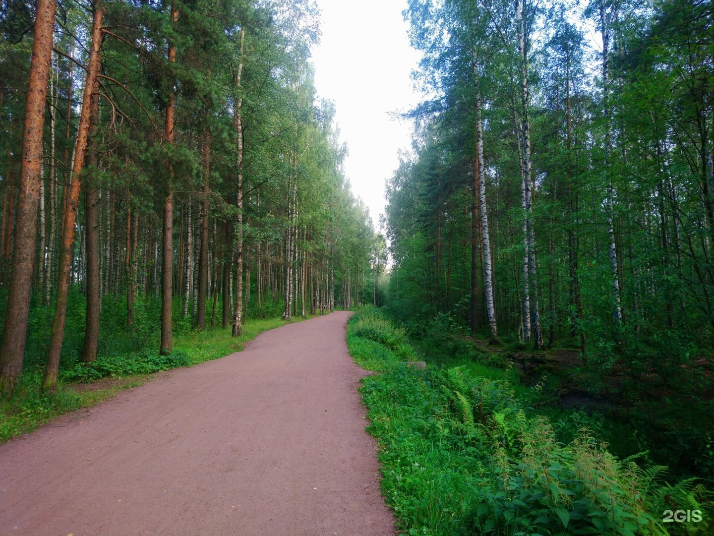 Сосновка. Сосновка (городской округ озёры). Хвойный парк в Санкт-Петербурге. Пороховский лесопарк Санкт-Петербург. Горизонт Сосновки.