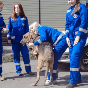 Фото от владельца Новокузнецкая районная станция по борьбе с болезнями животных, ГБУ