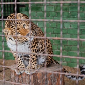 Фото от владельца Ивановский зоопарк