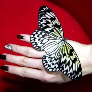 Фото от владельца Бабочкин дом, интернет-магазин тропических бабочек