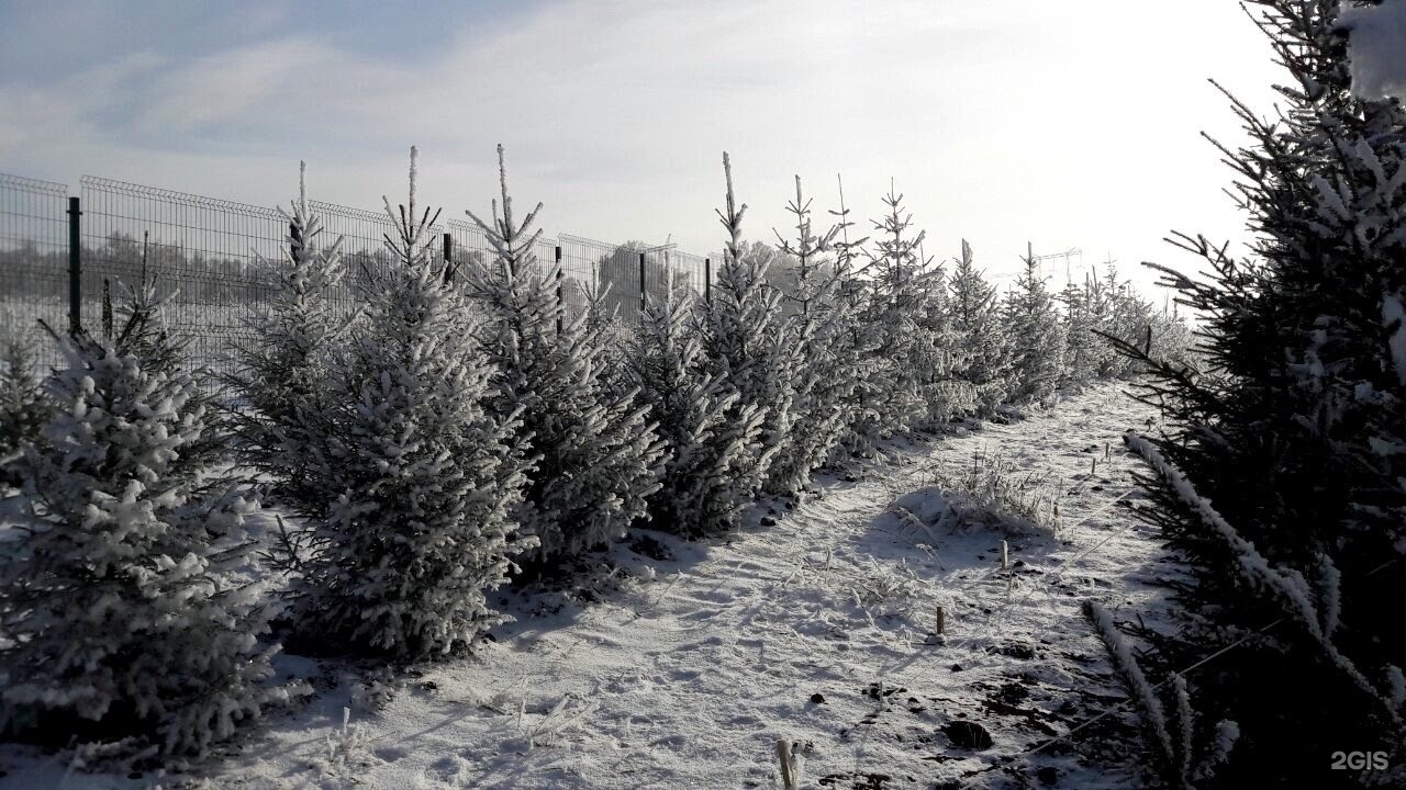 Купить Ель В Покровском Ростовской Области