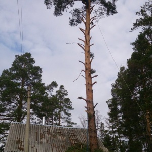 Фото от владельца Агро-Лесоруб, компания по спилу деревьев и озеленению территорий