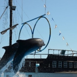 Фото от владельца Архипо-Осиповский дельфинарий