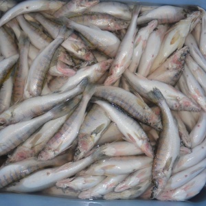 Фото от владельца Астраханский рыбный промысел, ООО