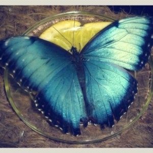 Фото от владельца Парк тропических бабочек