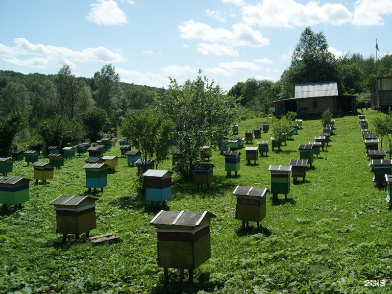 Бизнес план пасеки