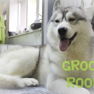 Фото от владельца Groom Room, салон красоты для животных