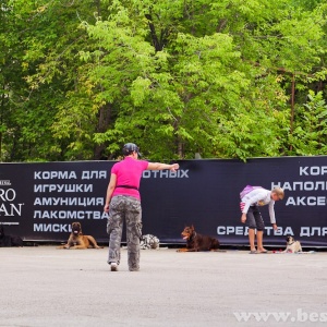 Фото от владельца АБВГДЕЙКА, школа для собак