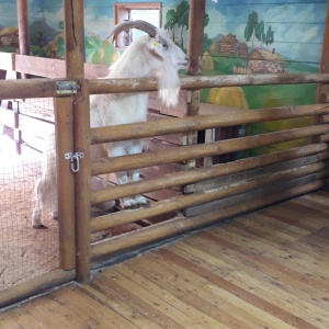 Фото от владельца Иркутский детский зоопарк