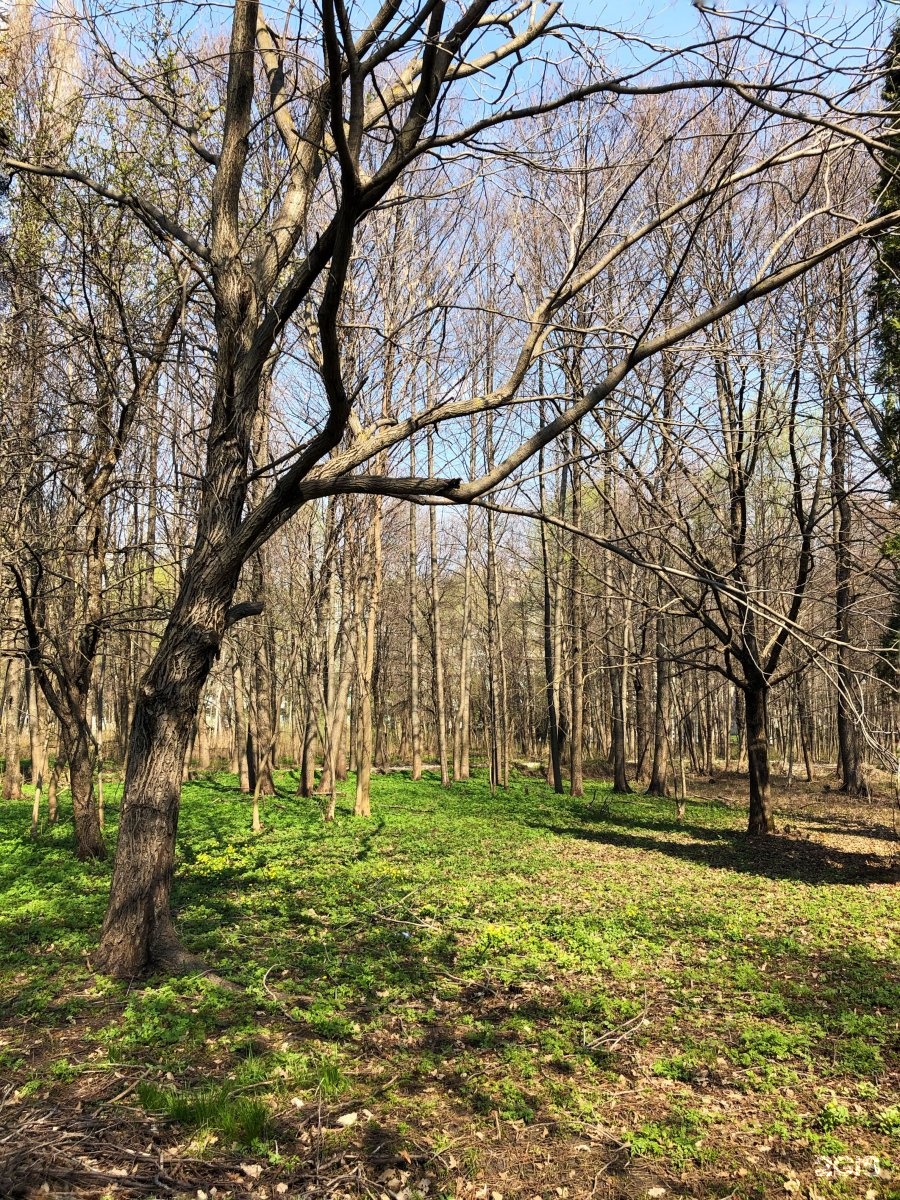 Нижний парк Липецк. Поляна в парке. Национальные парки Нижнего Новгорода. Молодой Нижний парк.