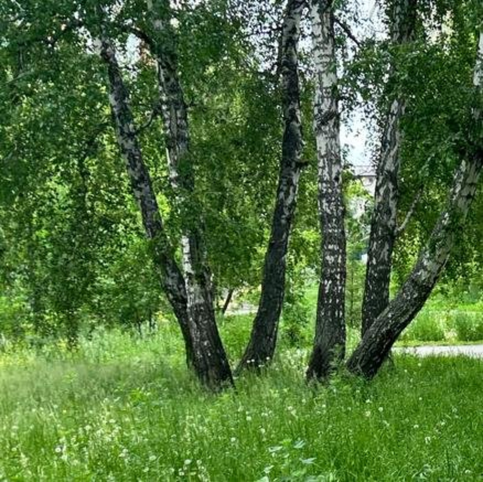 Алтайский краевой наркологический диспансер, улица Льва Толстого, 23,  Барнаул — 2ГИС