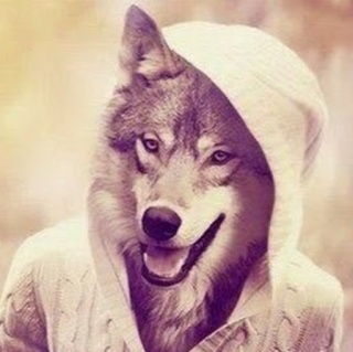 Wolf _Bear