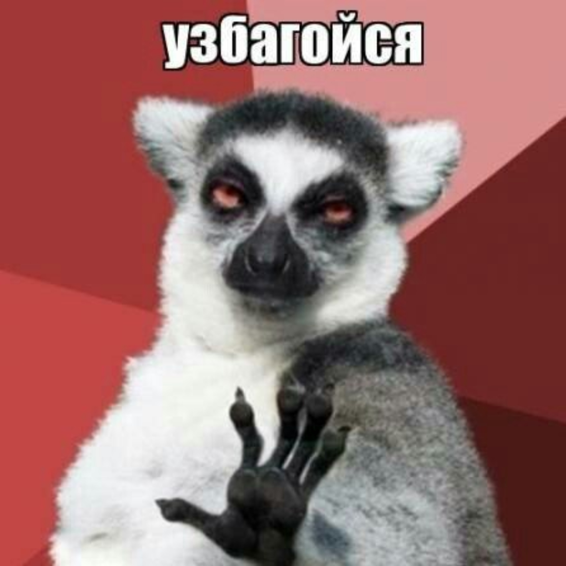 Прикольные плакаты. Кот мем. Гифка нет. Всегда пожалуйста мемы. Нет спасибо картинка.