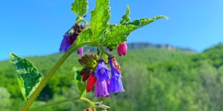 Даховская: Гостевой дом Два брата