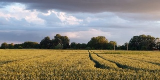 Богдасаров: Глэмпинг Скворечник