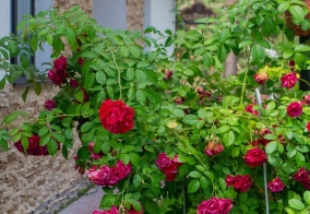 Турбаза Лента в Чувашской Республике